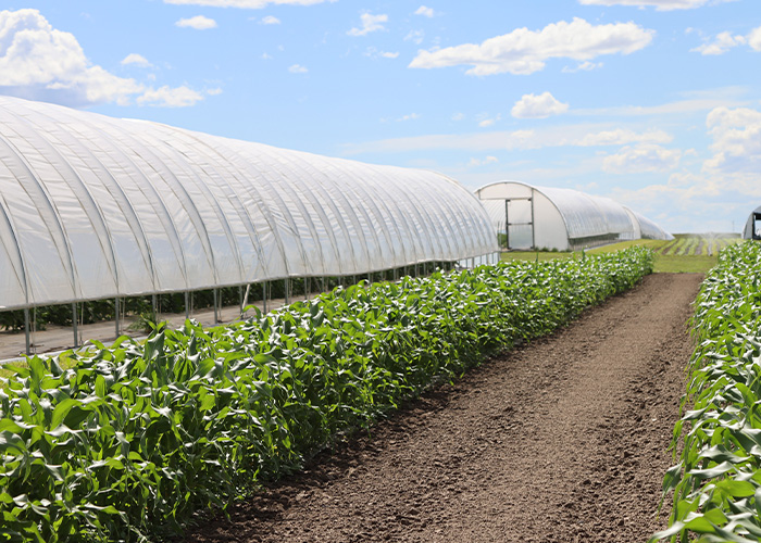 Three high tunnels with crops next to them