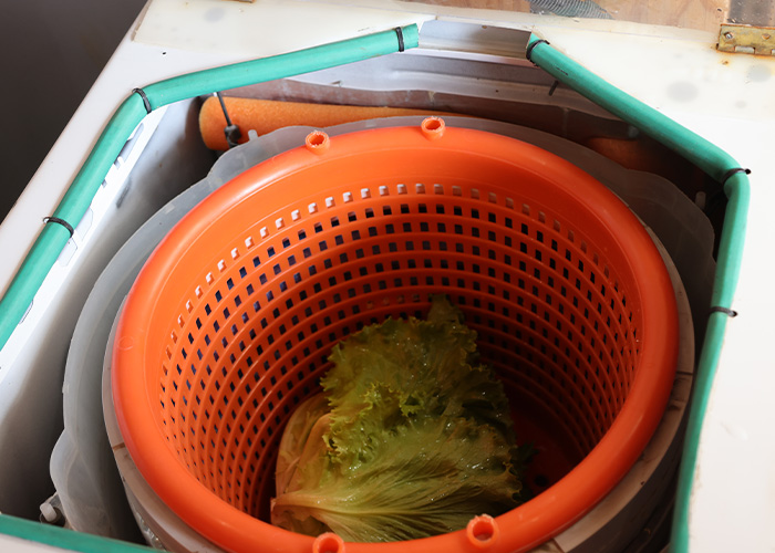 Lettuce in a lettuce spinner