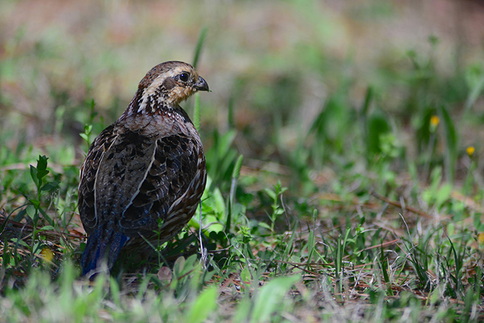 NRCS offers conservation practices that enable agricultural producers to manage for better forage for their livestock and habitat for wildlife.