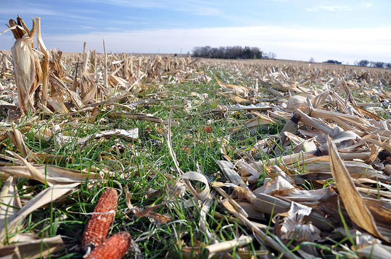 No-till minimizes soil disturbance while leaving valuable cover and reducing erosion. Photo Credit: Jason Johnson, USDA’s Natural Resources Conservation Service