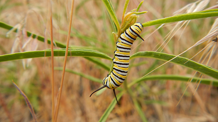 Monarch caterpillars rely solely on milkweed plants like this narrow leaf milkweed as a food source. Photo courtesy of Stephanie McKnight, Xerces Society. 