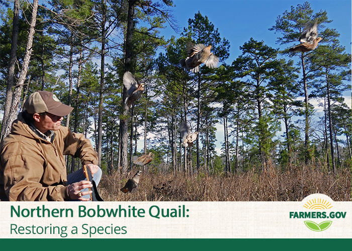 Northern Bobwhite Quail: Restoring a Species | Farmers.gov: Resources