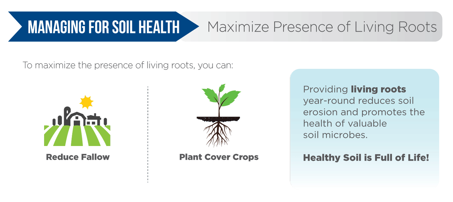 Maximize Presence of Living Roots