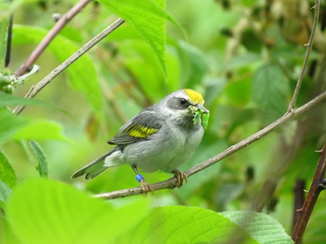 A female golden-winged warbler eats a tasty snack in a young forest.