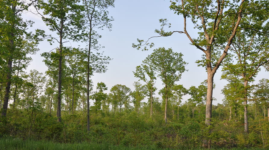 Forest landowners can use sustainable forestry practices to improve the health of their forests and habitat for wildlife.