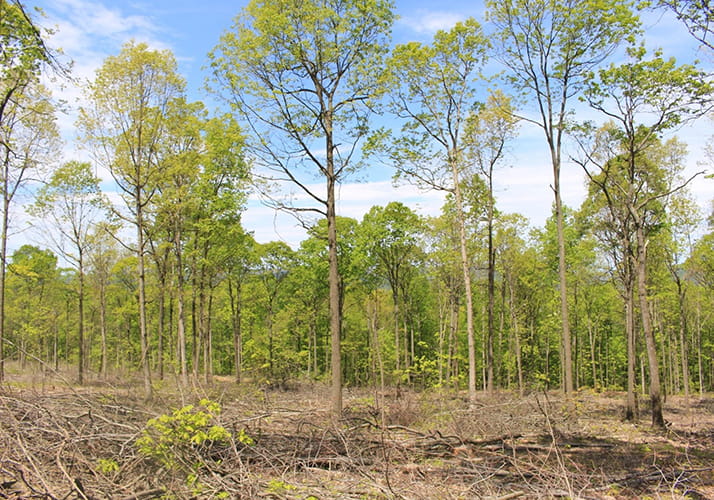 Stand of trees where timber has been harvested to benefit the golden-winged warbler.