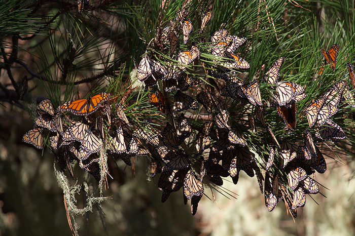 The monarch butterfly’s western population, found on west of the Rocky Mountains, spend their winters along the Pacific coast. Photo courtesy of the Xerces Society. 