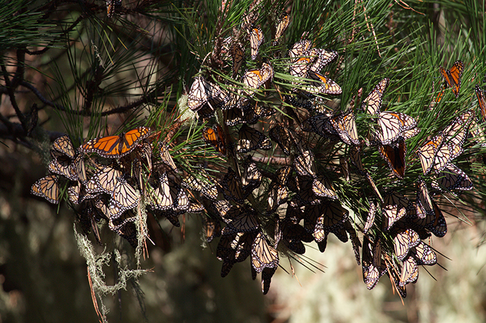The monarch butterfly’s western population, found on west of the Rocky Mountains, spend their winters along the Pacific coast. Photo courtesy of the Xerces Society.