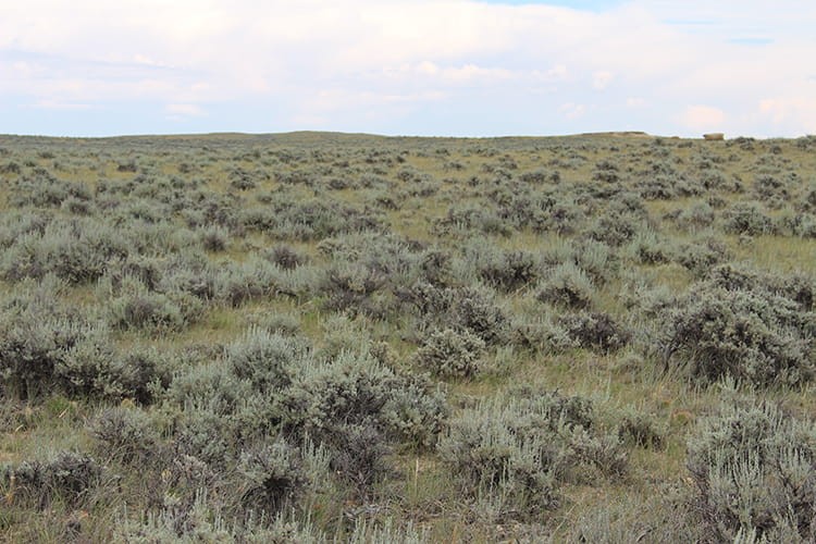Sage grouse depend on sagebrush landscapes for survival.