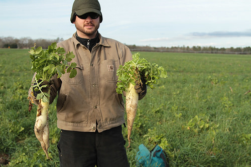 Daikon radish – commonly called tillage radish – can break up plough pans while adding organic matter. Photo Credit: USDA