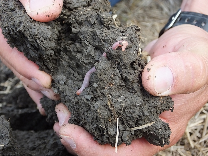 Take note of the life inside of your soil, and how it changes over time. Healthy soils are generally full of earthworms and other organisms. Photo Credit: Colette Kessler, USDA’s Natural Resources Conservation Service