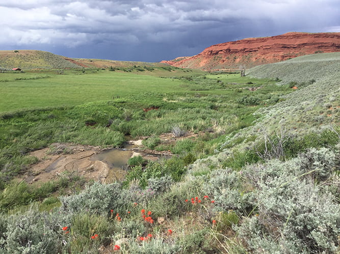 Mesic areas provide food for sage grouse chicks during the summer.