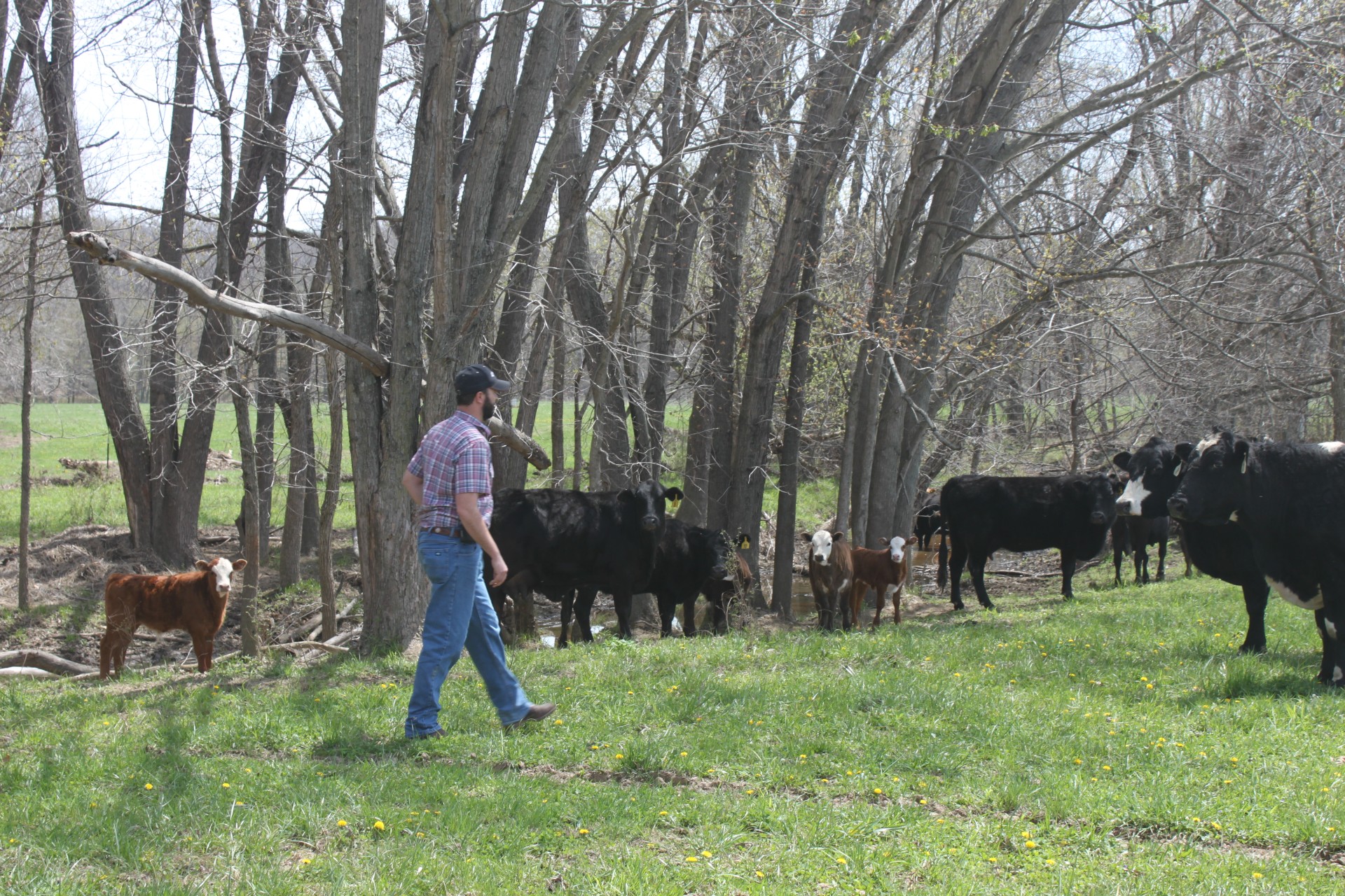 A photo of cattle producer Allan Sharrock Jr. walks his land among the cattle