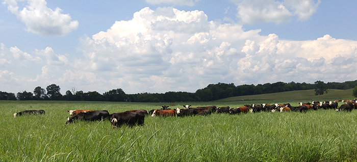 Native grass pastures, such as this switchgrass, provide good summer forage as well as suitable cover for species such as northern bobwhite.