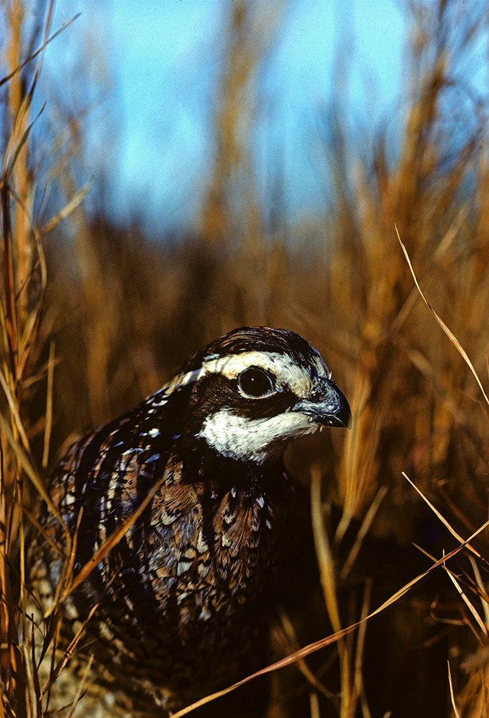 The northern bobwhite is one of many species that benefit from grazing operations with warm-season grasses that are native to the region.