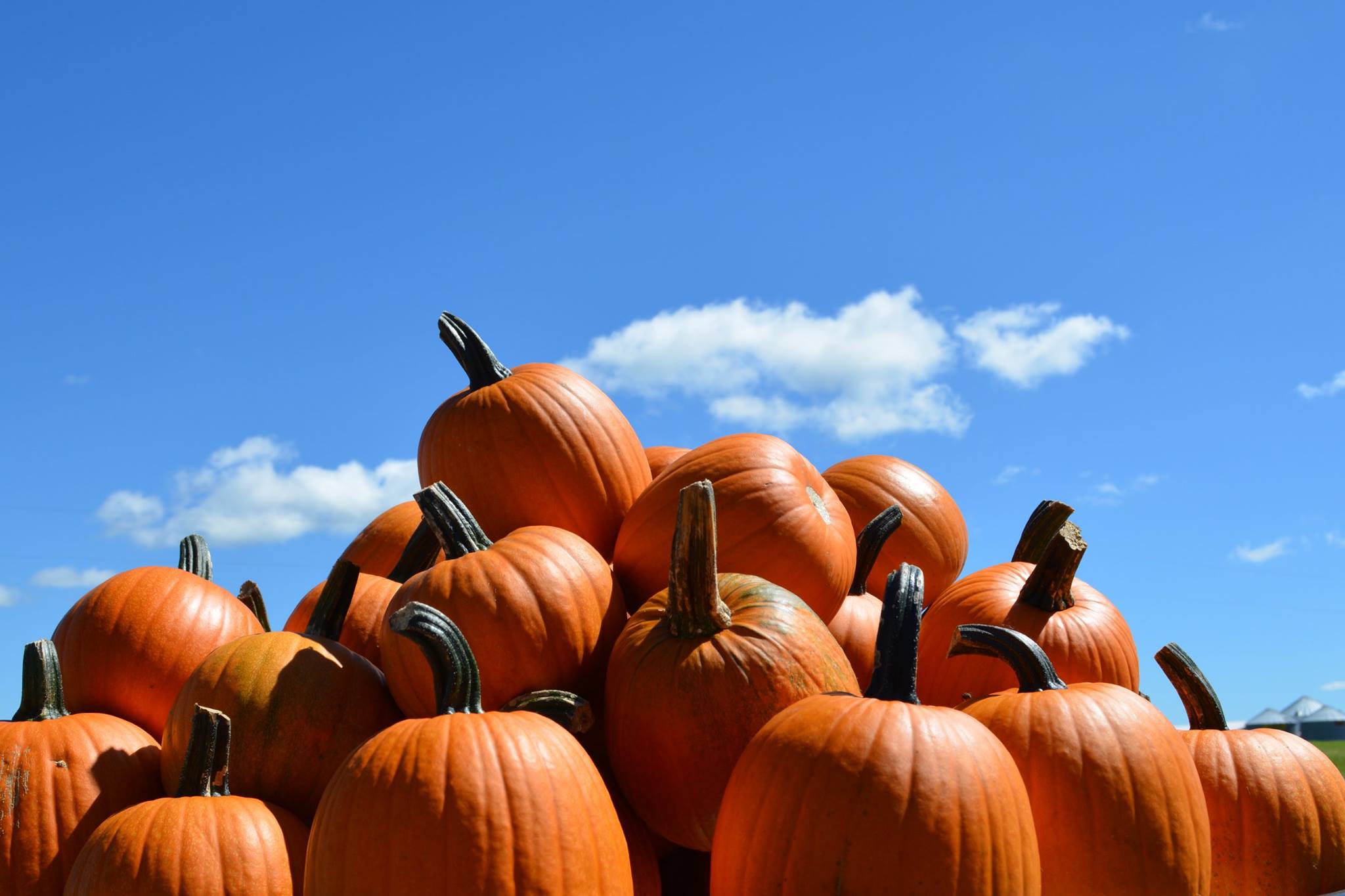Pumpkins have been an integral part of the Huitink’s lives for the last 29 years. Photo courtesy of Pumpkinland