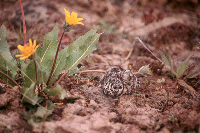 Sage grouse chicks are dependent on protein-rich arthropods during their first month of life, especially beetles, ants, and caterpillars. Photo courtesy of the Bureau of Land Management.