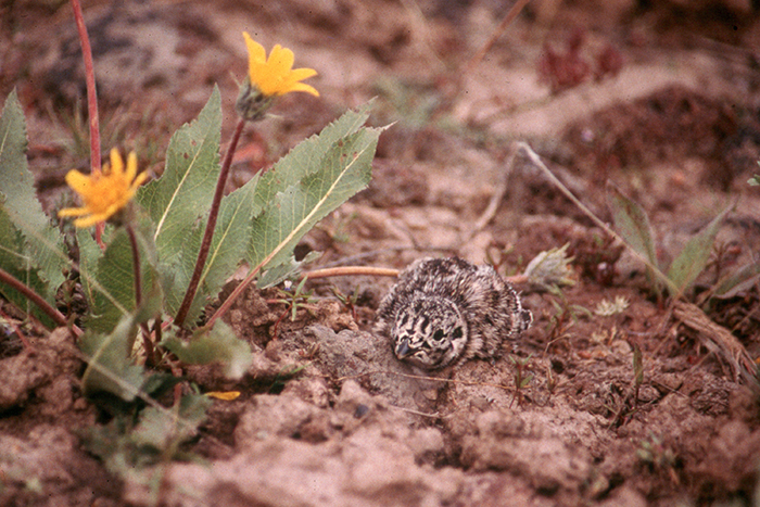 Sage grouse chicks are dependent on protein-rich arthropods during their first month of life, especially beetles, ants, and caterpillars. Photo courtesy of the Bureau of Land Management.