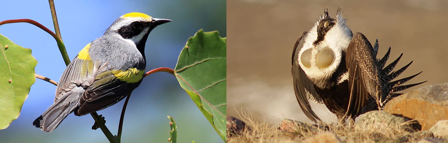 A golden-winged warbler and a greater sage-grouse.