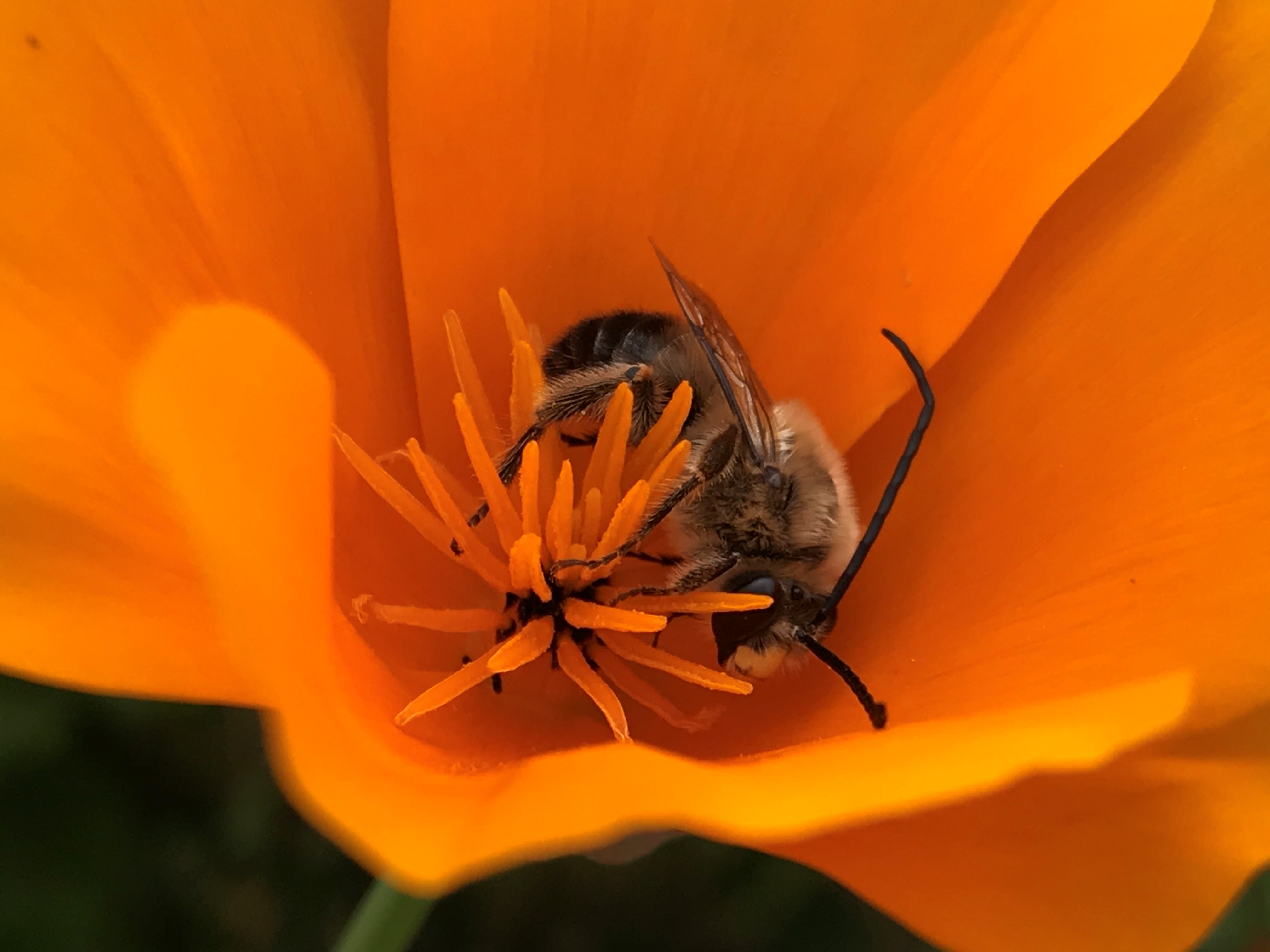 Honey bees and native bees are estimated to support $18 to $27 billion in crop yields each year in the United States. 