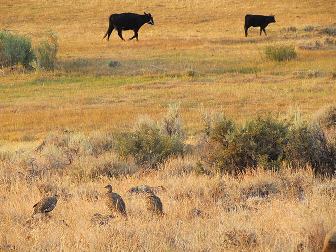 Both sage grouse and livestock benefit from open sagebrush landscapes.