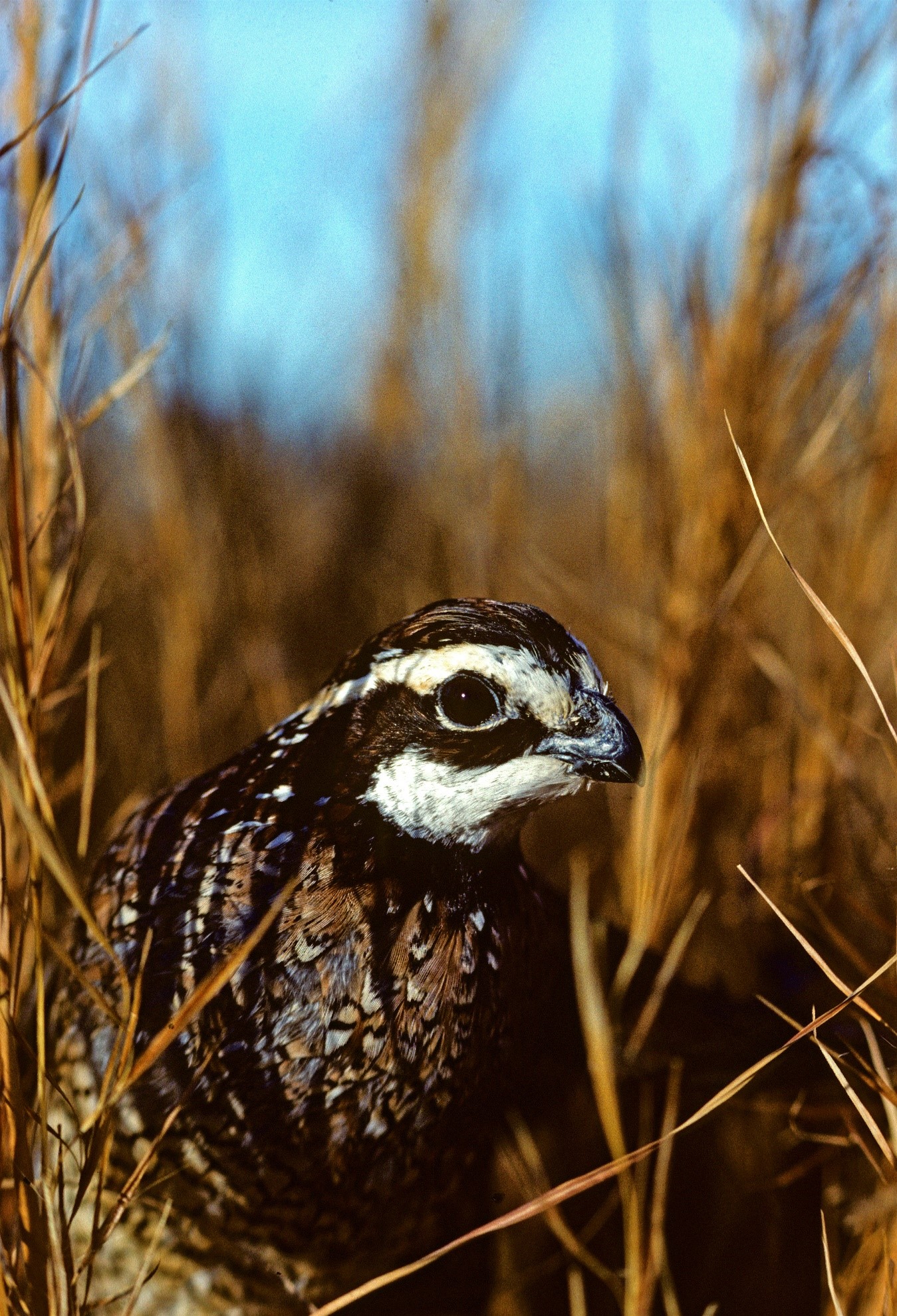 To help reconnect cattle and quail, USDA’s Natural Resources Conservation Service is working with cattle producers to replace non-native forage grasses, like fescue, with native warm-season grasses that create productive and palatable grazing options for livestock while benefiting quail and other wildlife species. 