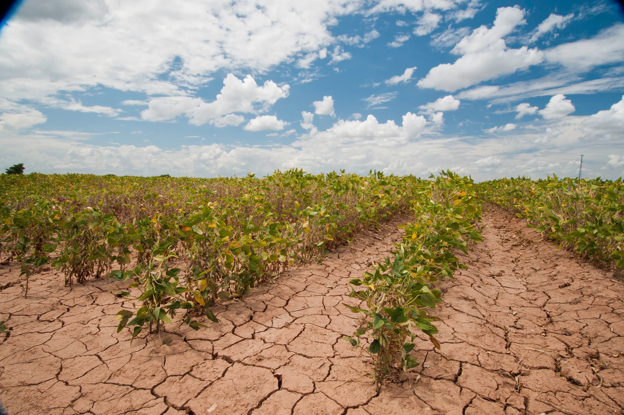 soybean field in a drought