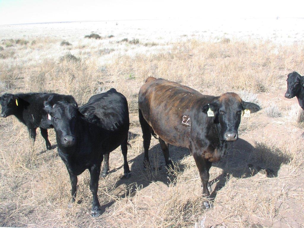 Four cows standing in dry grass