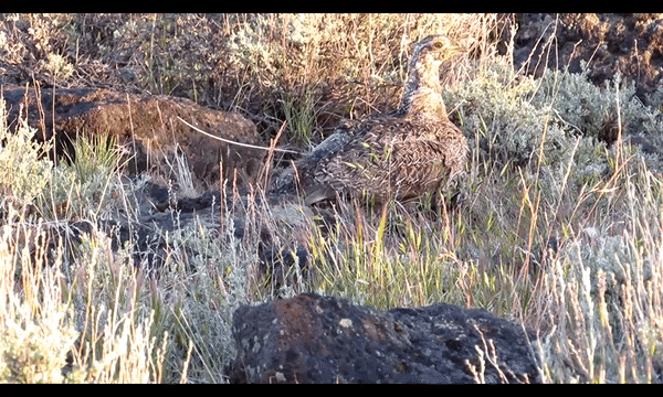 A sage grouse hen takes her chicks out to feed. Video courtesy of Tyler Dungannon with Oregon State University. 