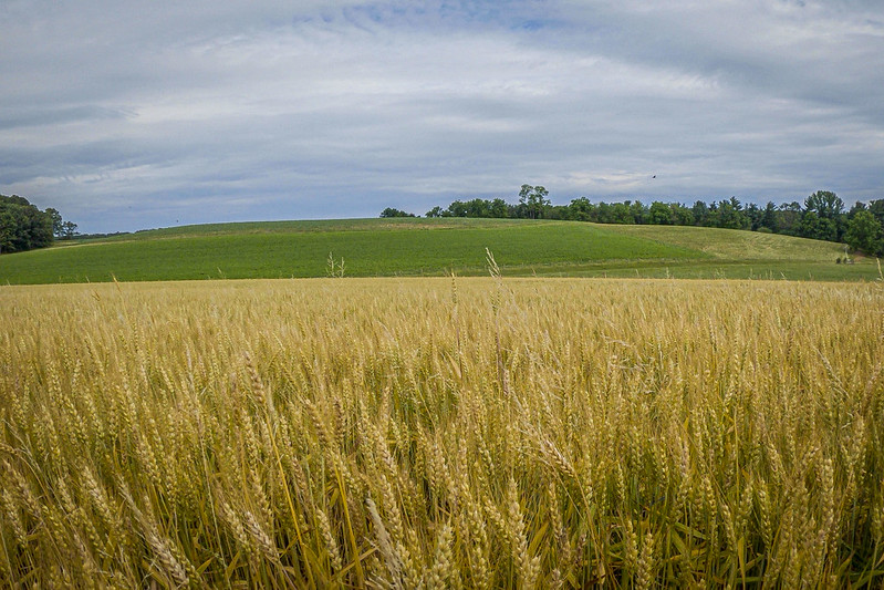 Ask the Expert: A USDA Climate Hub Q&A with Julian Reyes | Farmers.gov