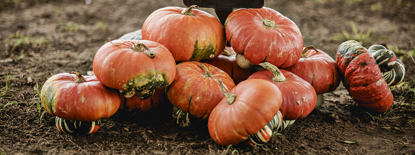 A pile of small pumpkins