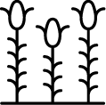 Soil Health