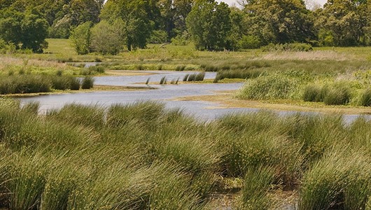 5 Wetland Services for Your Operation and Beyond