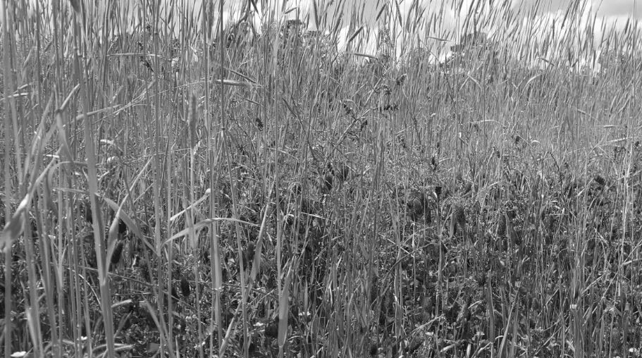 Pandemic Cover Crop Program (PCCP) Farmers.gov