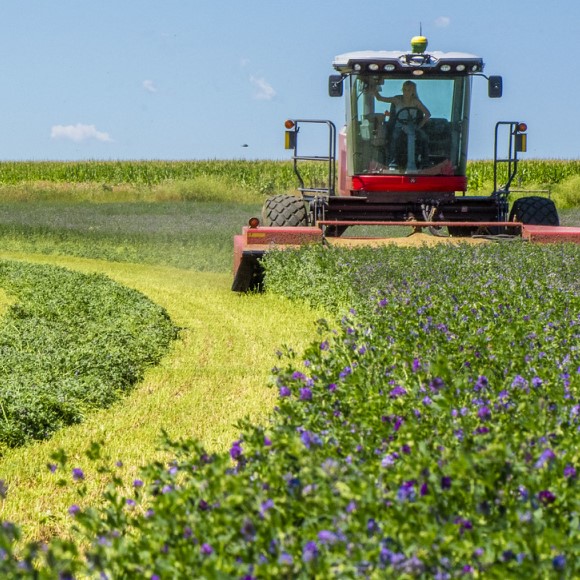 A farmer drives a windrower to harvest alfalfa