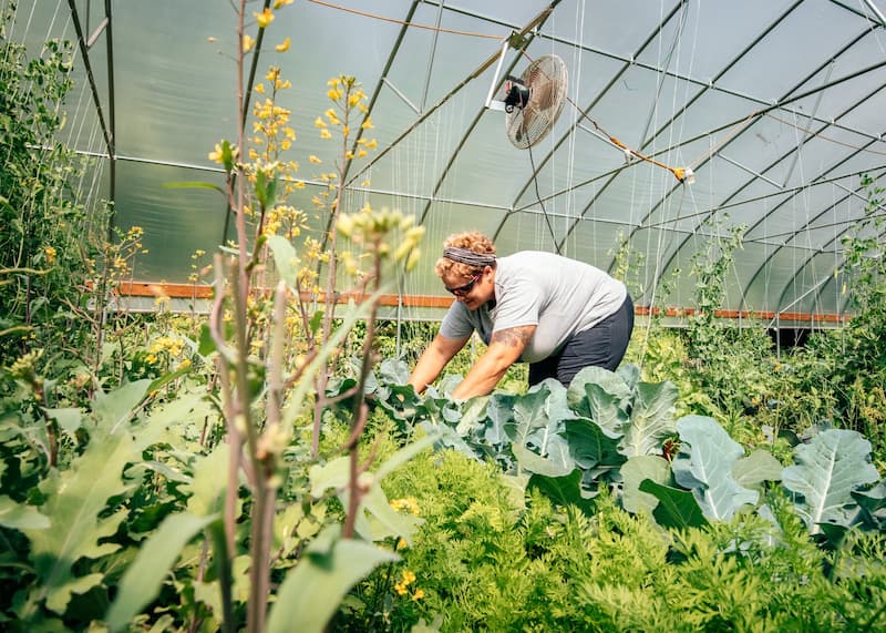 producer working in greenhouse