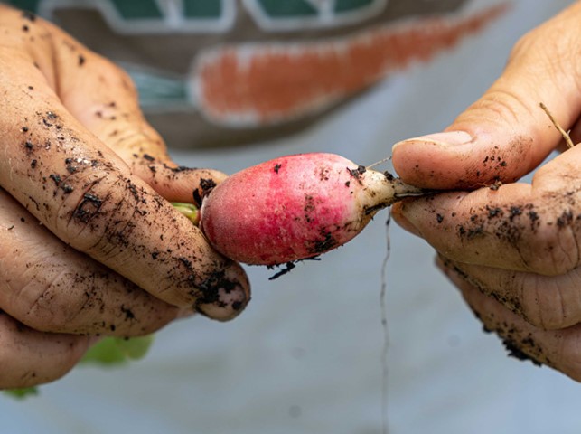 Hands holding a turnip