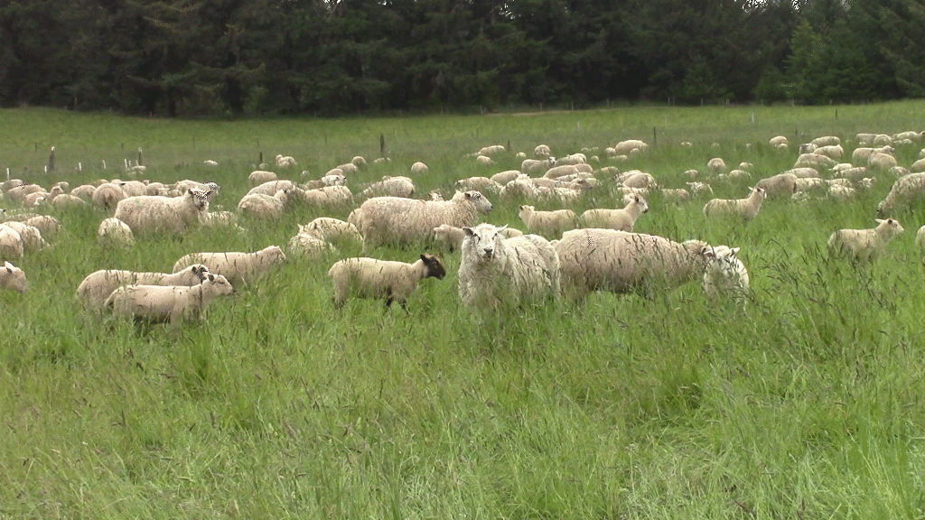 Sheep graze on the Wahl Family Farm in Oregon.