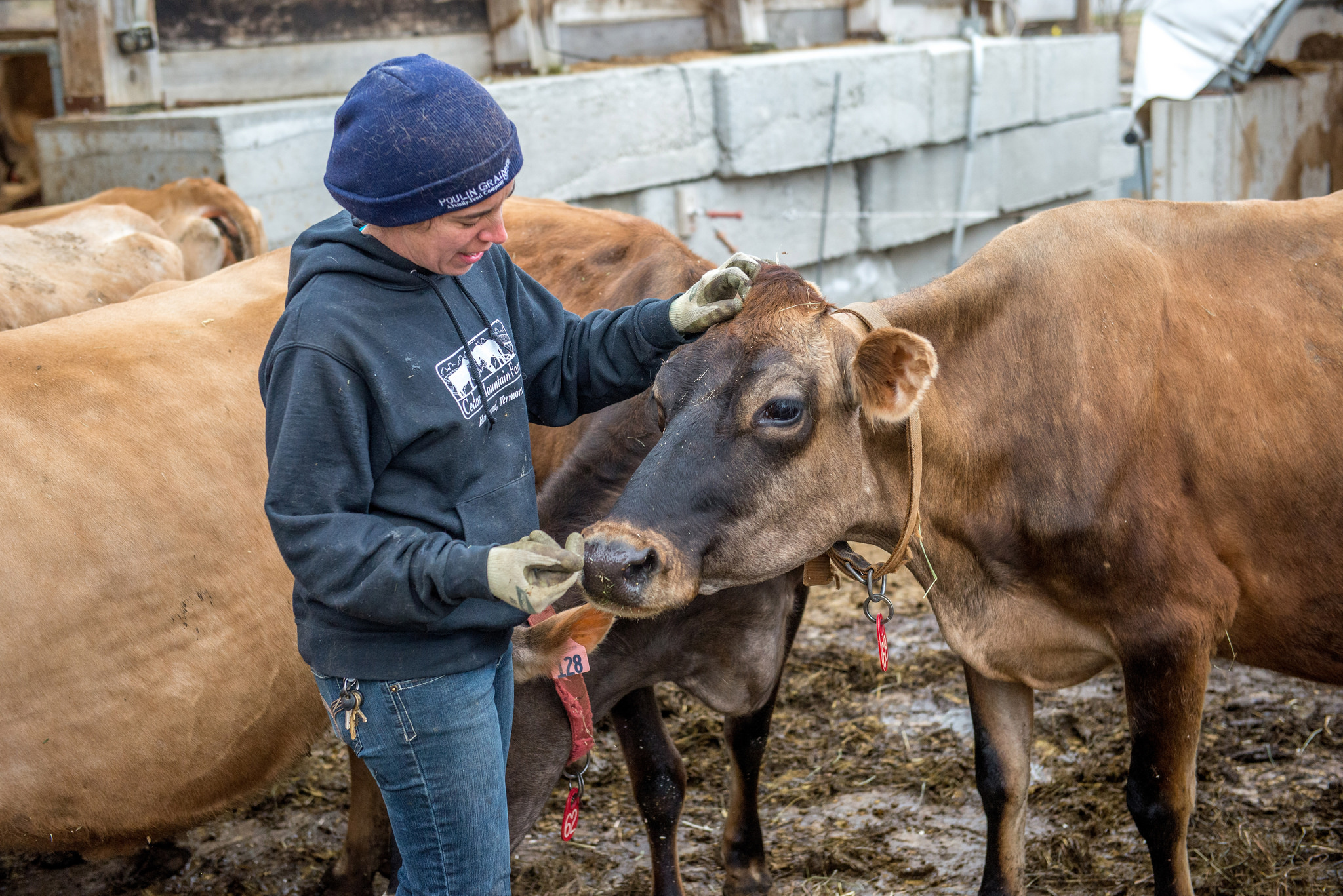 Kerry Gawalt feeds her Jersey cows at Cedar Mountain Farm in Hartland, Vermont. 