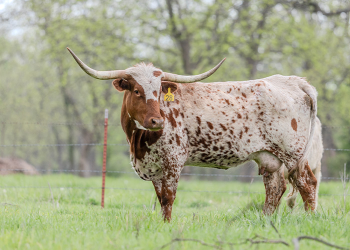 A cow in a field