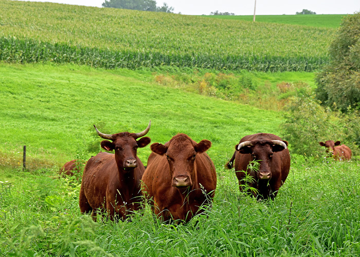 Four cows grazing in a field