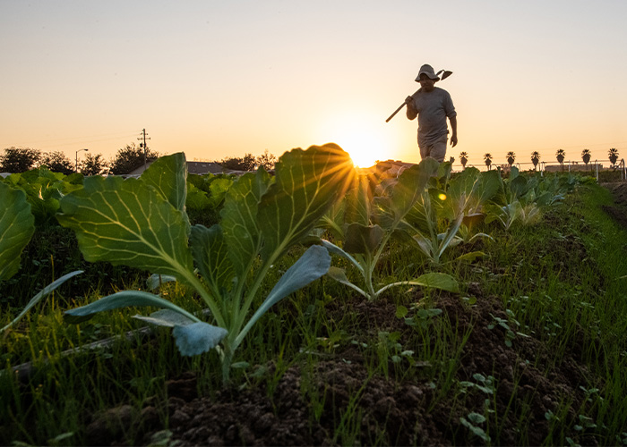 Person walking through crop field with hoe over shoulder