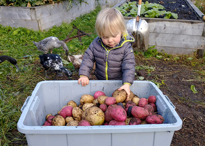 Toddler touching potatoes in a plastic bin