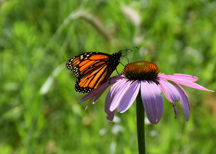 Monarch butterfly on flower