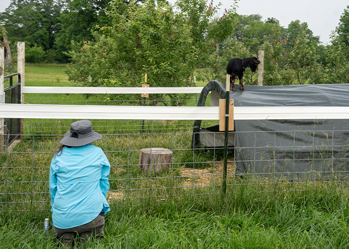 Person observing a baby goat standing on a low tunnel