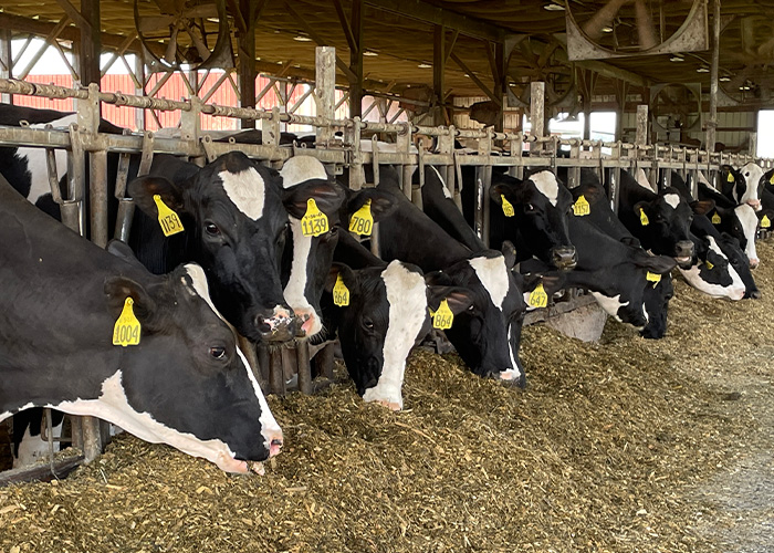 Cattle feeding in barn