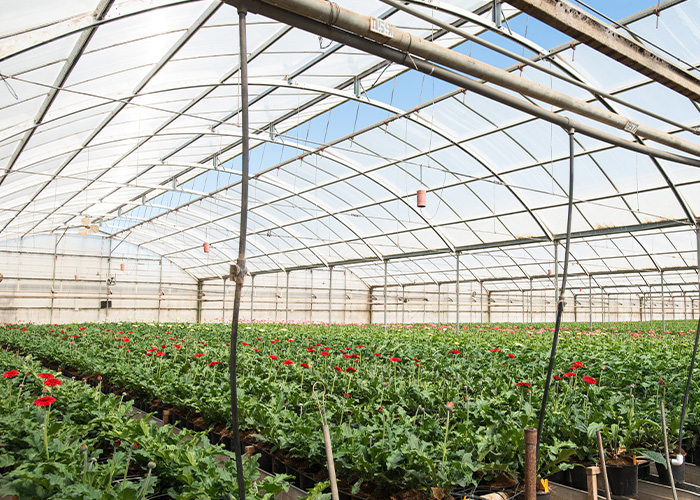 Plants in a green house