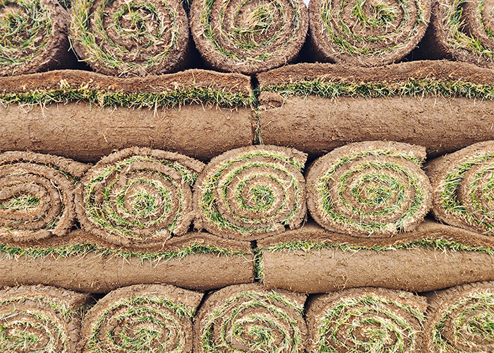 Rolls of stacked sod