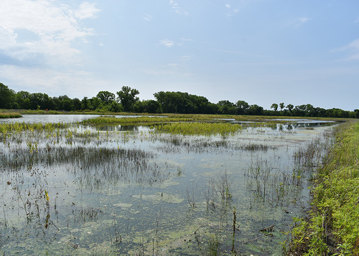 Water in wetland