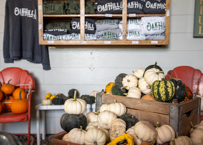 a pile of pumpkins and gourds